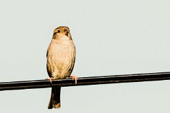 Moineau domestique_x737A2261-2 null