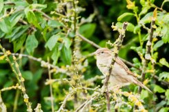 Moineau domestique_x737A2267-2 null