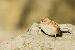 moineau domestique_737A6300-2 null