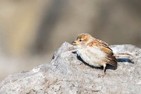 moineau domestique