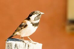 Cape Sparrow (Moineau mélanure)_737A1778-2 null