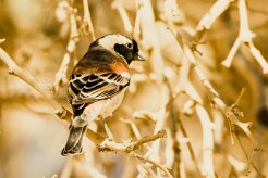 Cape sparrow (Moineau mélanure)-737A8685-2 null