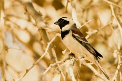 Cape sparrow (Moineau mélanure)-737A8690-2 null