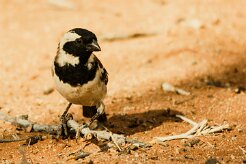Moineau_melanure_01-2 null