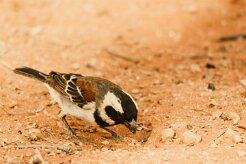 Moineau_melanure_02-2 null