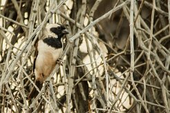 Moineau_melanure_03-2 null