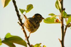 moineau_soulcie_02-2 null
