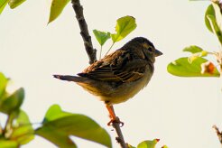 moineau_soulcie_03-2 null