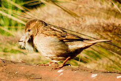 moineau_soulcie_04-2 null