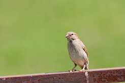 moineau_soulcie_05-2 null
