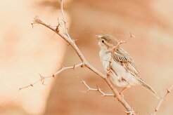 moineau_soulcie_06-2 null
