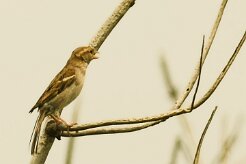 moineau_soulcie_07-2 null