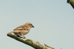 moineau_soulcie_08-2 null