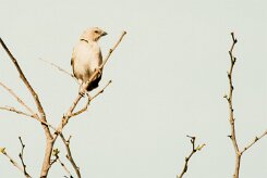 Moineau_sud-africain_01-2 null