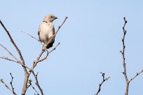 Southern grey headed sparrow (Moineau sud-africain) Southern grey headed sparrow (Moineau sud-africain)