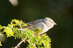 Southern grey-headed sparrow (Moineau sud-africain)-737A0373-2 null