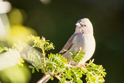 Southern grey-headed sparrow (Moineau sud-africain)-737A0375-2 null