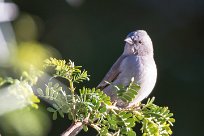 Southern grey headed sparrow (Moineau sud-africain) Otjiwarongo - Namibie