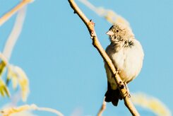 Southern grey-headed sparrow (Moineau sud-africain)-737A0392-2 null