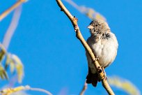 Southern grey headed sparrow (Moineau sud-africain) Otjiwarongo - Namibie