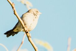 Southern grey-headed sparrow (Moineau sud-africain)-737A0394-2 null