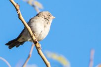 Southern grey headed sparrow (Moineau sud-africain) Otjiwarongo - Namibie