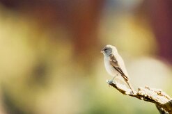 Southern grey-headed sparrow (Moineau sud-africain)-737A0650-2 null