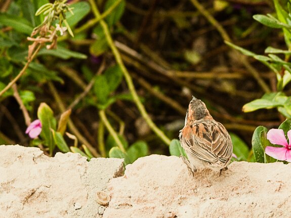 Moineau a dos roux