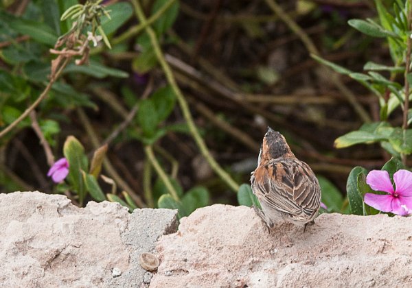 Moineau a dos roux