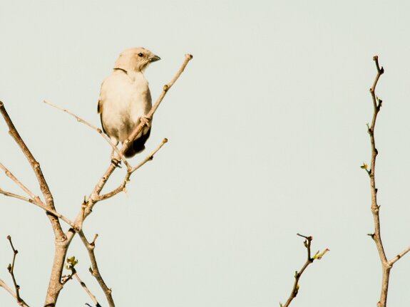 Moineau sud-africain