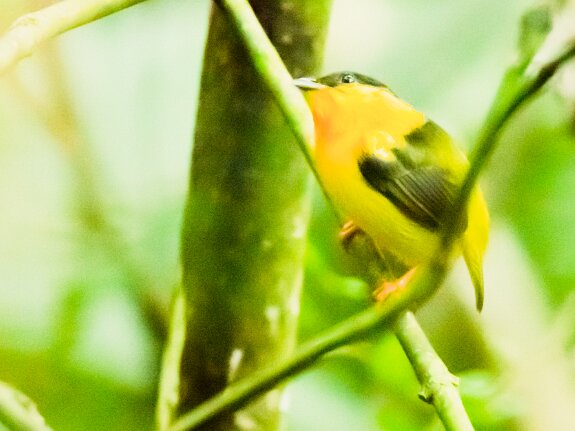 Manakin à col orange