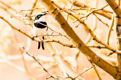 Pririt Batis (Pririt de Vieillot)_737A4441-2 null