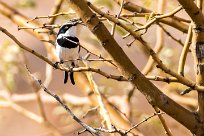 Pririt Batis (Pririt de Vieillot) Twyfelfontein