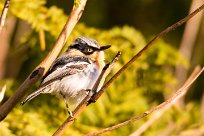 Pririt batis (Pririt de Vieillot) Otjiwarongo - Namibie