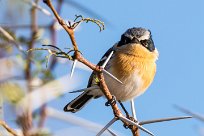 Pririt batis (Pririt de Vieillot) Otjiwarongo - Namibie