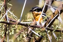 Pririt batis (Pririt de Vieillot) Waterberg - Namibie