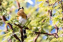 Pririt batis (Pririt de Vieillot) Waterberg - Namibie