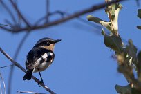 Pririt batis (Pririt de Vieillot) Waterberg - Namibie