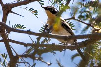 Pririt batis (Pririt de Vieillot) Waterberg - Namibie