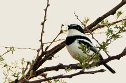 Pririt batis (Pririt de Vieillot)-737A8863-2 null