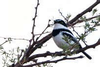 Pririt batis (Pririt de Vieillot) Spitzkopje/Monts Erango - Damaraland - Namibie