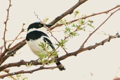 Pririt batis (Pririt de Vieillot)-737A8865-2 null