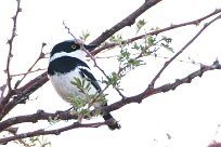 Pririt batis (Pririt de Vieillot) Spitzkopje/Monts Erango - Damaraland - Namibie