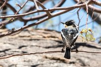 Pririt batis (Pririt de Vieillot) Pririt batis (Pririt de Vieillot)