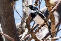 Pririt batis (Pririt de Vieillot) Pririt batis (Pririt de Vieillot)