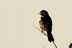 Red-billed Buffalo Weaver (Alecto à bec rouge)_7D2_2522 null
