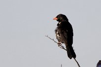 Red-billed Buffalo Weaver (Alecto à bec rouge) Chief Island