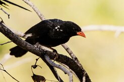 Red-billed Buffalo Weaver (Alecto à bec rouge)_x737A4515-2 null