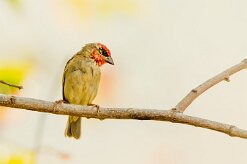 Foudi rouge_7550 null