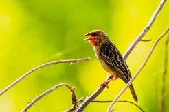 Foudi rouge_7571 null